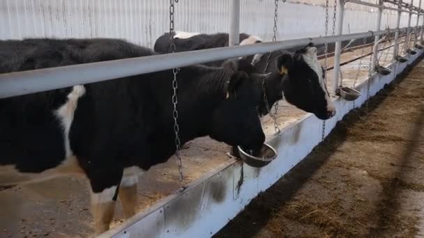 Krávy ve stodole jedí seno — Stock video