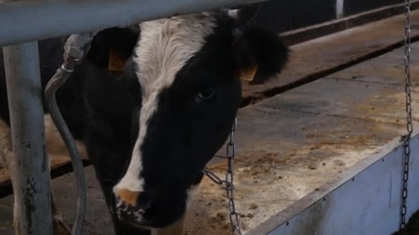 Las vacas en el granero comen heno — Vídeos de Stock