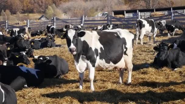 Οι αγελάδες βόσκουν και τρώνε στη φάρμα. — Αρχείο Βίντεο
