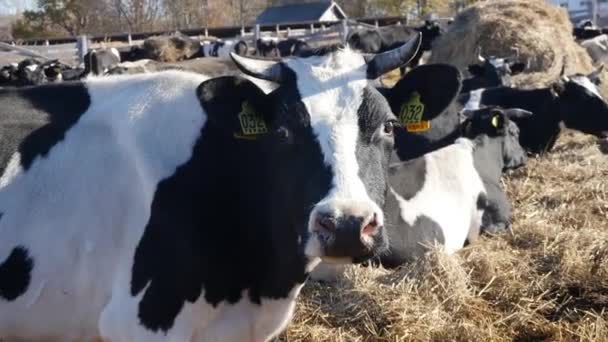 Vacas pastam e comem na fazenda — Vídeo de Stock