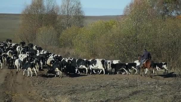 Herder leidt koeien in het veld — Stockvideo