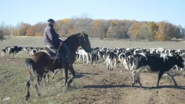 Herder leidt koeien in het veld — Stockvideo