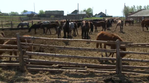 Hermosos caballos pastan en la granja — Vídeos de Stock