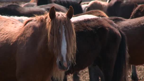 Gyönyörű lovak legelnek a gazdaságban — Stock videók