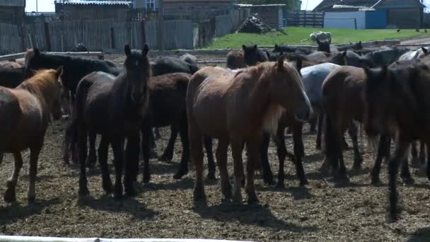 Mooie paarden grazen op de boerderij — Stockvideo