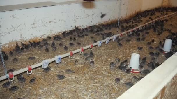 Quail birds in factory — Stock Video