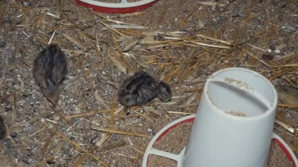 Quail birds in factory — Stock Video