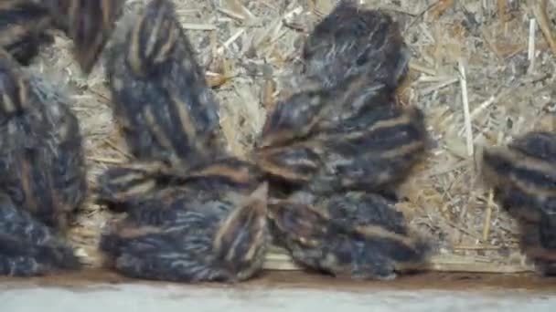 Quail Birds Factory Hatch Eggs Eat Drink Sit Bars Bird — Αρχείο Βίντεο