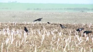 Bahar sahada ölü Karaca leş et yemek Corvus corax raven