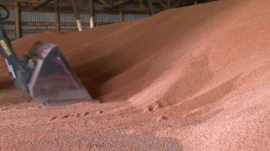 Buğday, kolaj üretimi. Yeşil buğday, hasat birleştirmek, başarılı çiftçi iyi hasat sonra bir yandan buğday tahıl