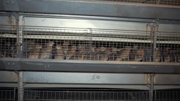 Quail birds in factory — Stock Video