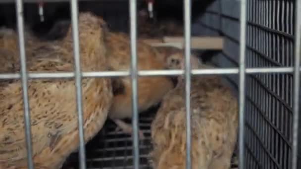Fabrikada bıldırcın kuşları — Stok video