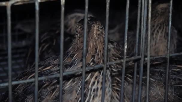 Aves de codorniz en fábrica — Vídeos de Stock