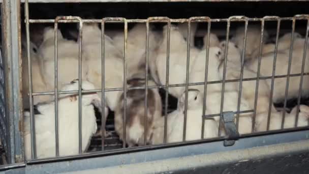 Oiseaux de caille en usine 