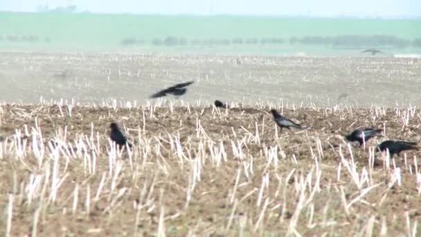 Corvo Corvus corax mangiare carne di capriolo morto carogne di cervo sul campo primaverile — Video Stock
