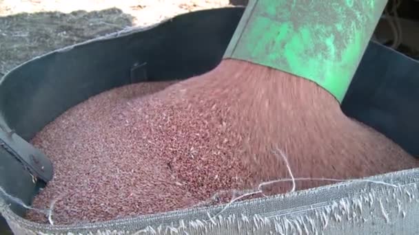 Corn Falling from Combine Auger into Grain Cart. Harvest Time — Stock Video