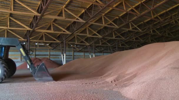 Traktor skörd spannmål vid en fabrik för skörd — Stockvideo