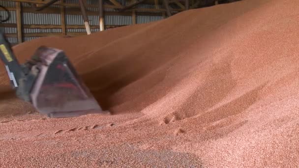 Produção Trigo Colagem Trigo Verde Ceifa Combinação Grão Trigo Uma — Vídeo de Stock