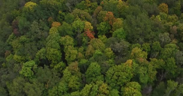 Aerial Drone Footage View Mountains, trees — Stock Video