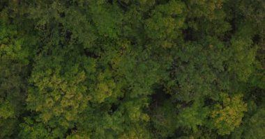 Havadan drone görüntüleri görünüm dağlar, ağaçlar