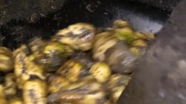 Bitkinin ekipmanında şeker pancarı yıkama süreci