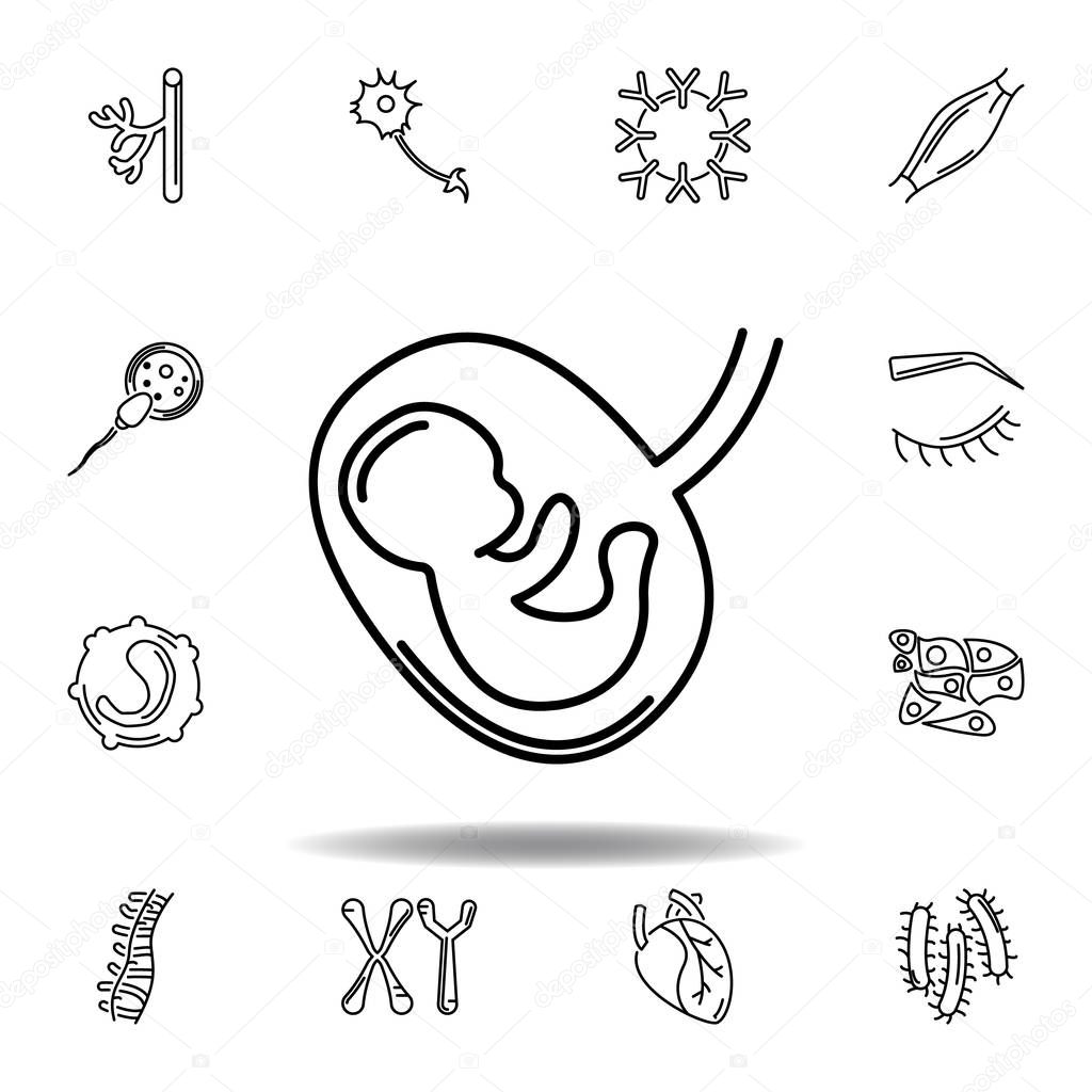 set of human organs set of human fetus outline icon. Signs and symbols can be used for web, logo, mobile app, UI, UX