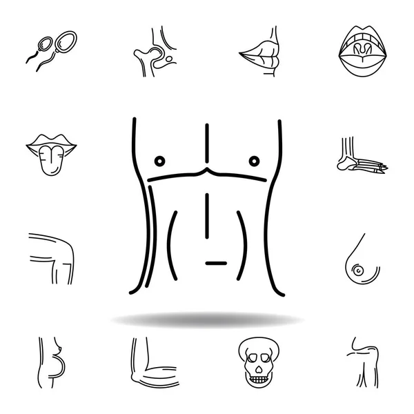 Set of human organs men chest outline icon. Signs and symbols can be used for web, logo, mobile app, UI, UX — Stock Vector