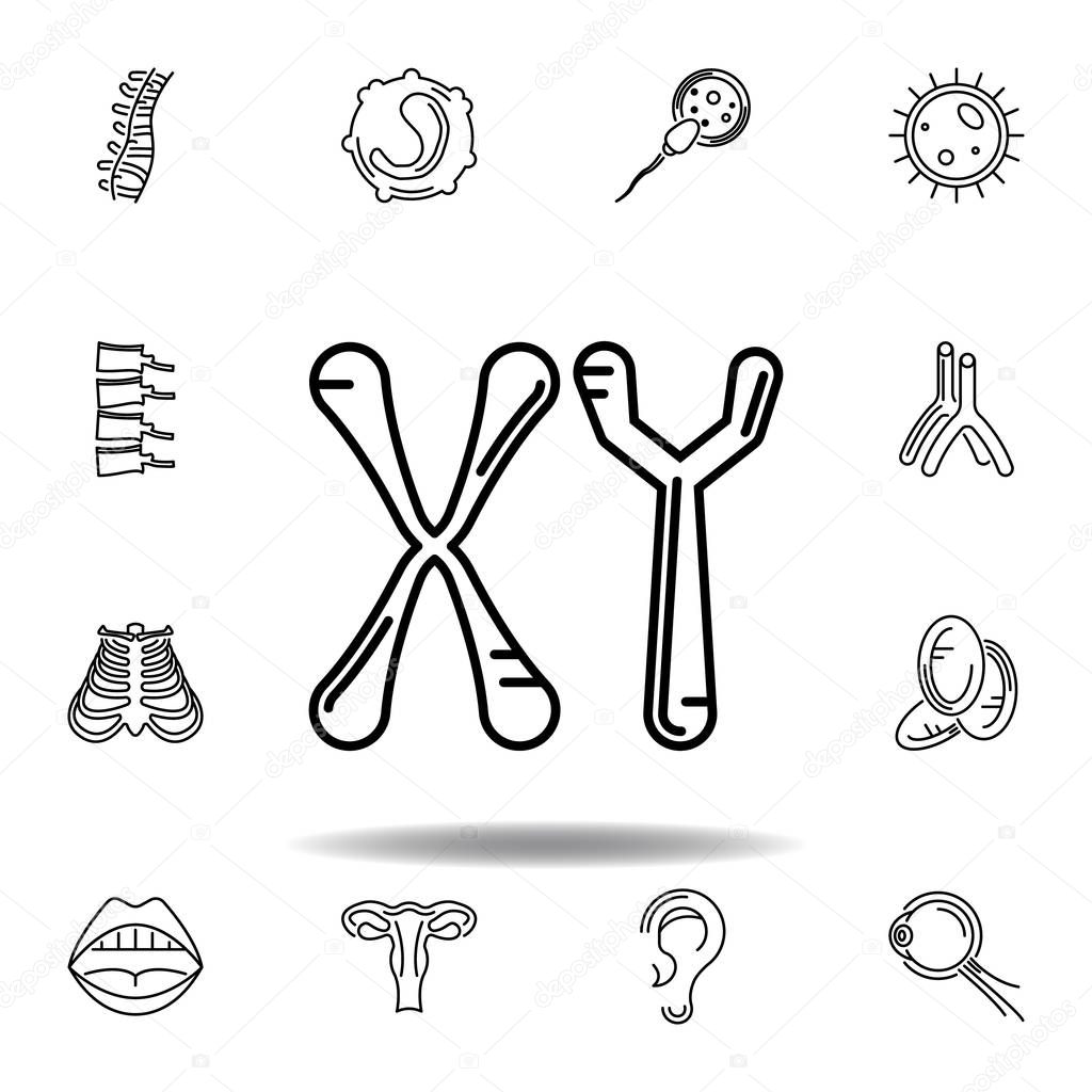 set of human organs masculine, chromosomes outline icon. Signs and symbols can be used for web, logo, mobile app, UI, UX