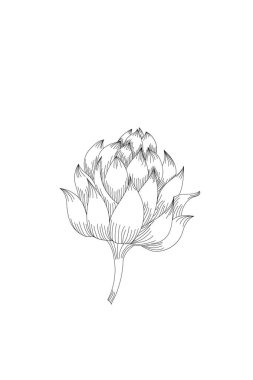 çiçekler, nymphea çizgi beyaz arka plan üzerinde simge genişletmek