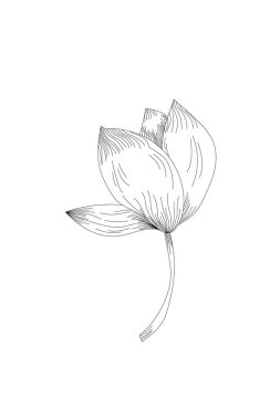 çiçekler, manolya hattı beyaz arka plan üzerinde simge genişletmek