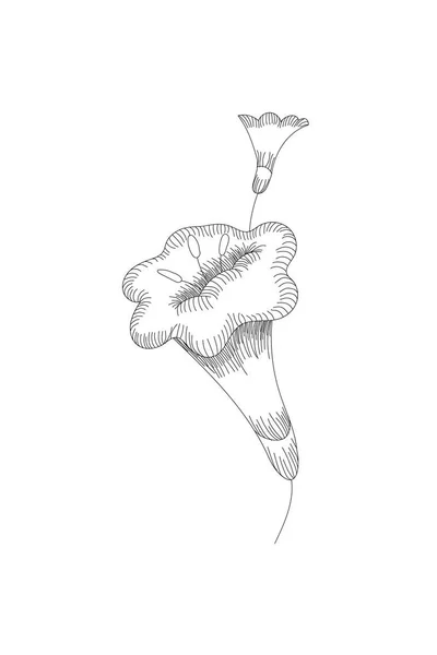 Flores, bellflower line expandir ícone no fundo branco — Vetor de Stock