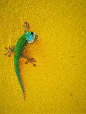 Bu görüntü bir endemik yeşil Gecko La Reunion Adası üzerinden gösterir