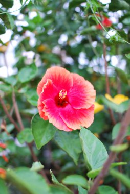 Close-Up kırmızı hibiscus çiçek mauritius Adası