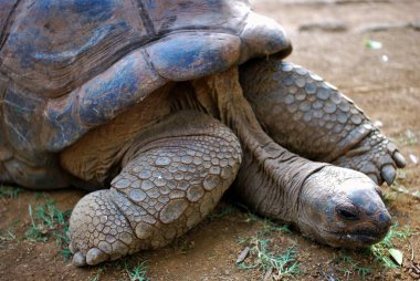 Uyuyan kaplumbağa vanilya doğa parkı mauritius Adası