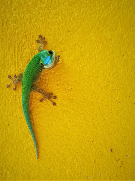 Bu görüntü bir endemik yeşil Gecko La Reunion Adası üzerinden gösterir