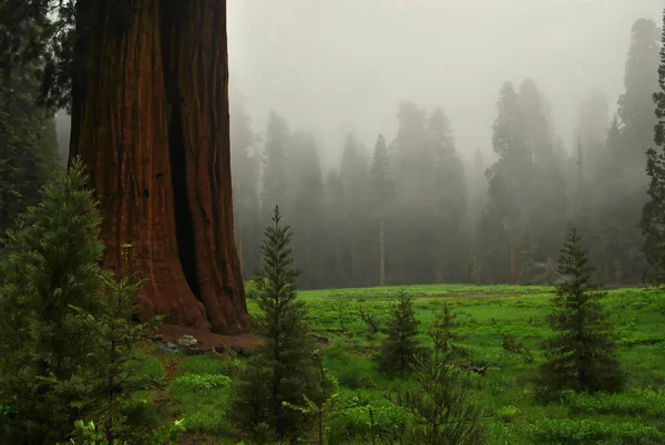 Secoya Gigante Parque Nacional Sequoia California — Foto de Stock