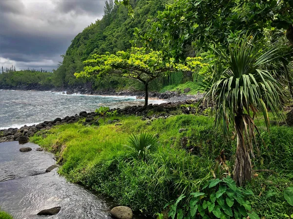 Árvores Leste Custo Reunião Ilha — Fotografia de Stock