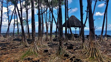 la reunion Adası'nın Doğu maliyetle ağaçlar