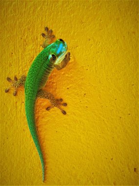 Bu görüntü bir endemik yeşil Gecko La Reunion Adası üzerinden gösterir
