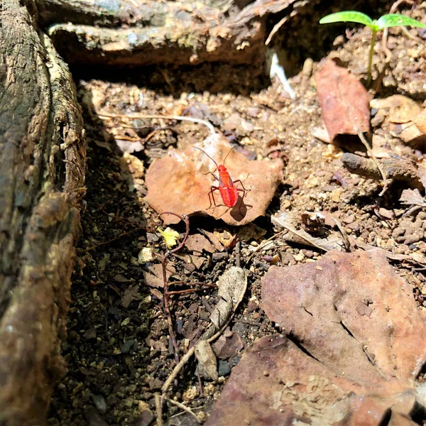 Primer Plano Del Insecto Rojo Ile Aux Aigrettes — Foto de Stock