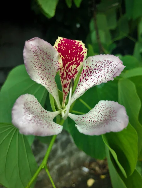 closeup of orchid flower mauritiius island