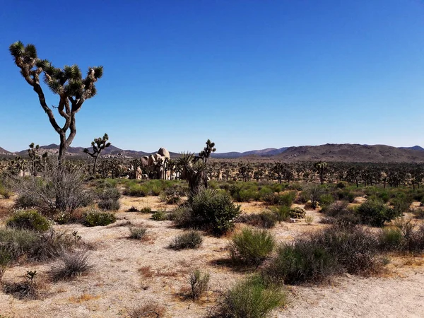 Joshua Arbres Dans Joshua Arbre Parc National Désert Californie Etats — Photo