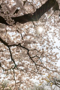 Frankfurt, Hesse, Almanya ve Avrupa 'da Beyaz Kiraz Çiçekleri