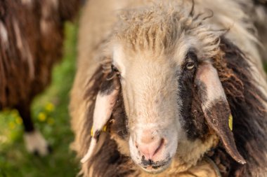 ilkbaharda yeşil çayırda koyun, frankfurt