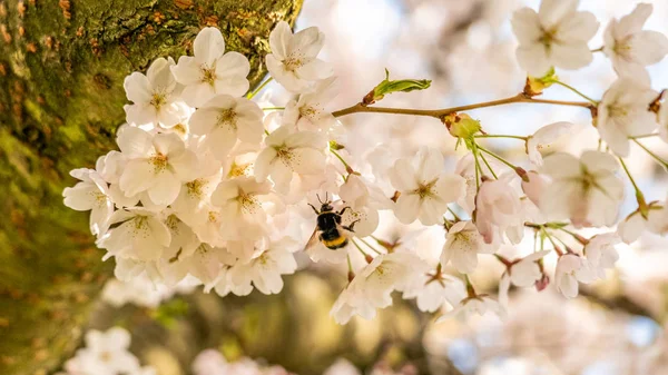 Bumblebee on White Cherry blossoms in Frankfurt, Hesse, Germany, — Stock Photo, Image