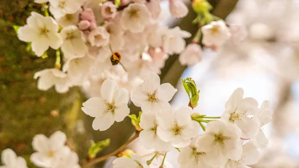 White Cherry blossoms in Frankfurt, Hesse, Germany, Europe — Stock Photo, Image