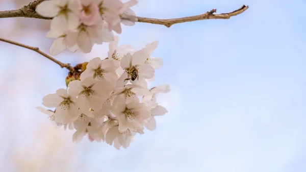 White Cherry blossoms in Frankfurt, Hesse, Germany, Europe — Stock Photo, Image