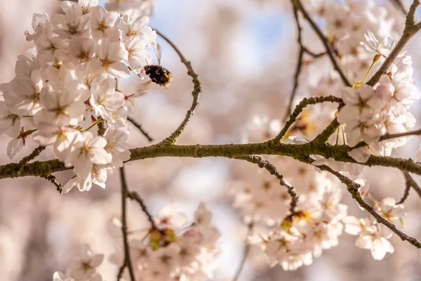 White Cherry blossoms in Frankfurt, Hesse, Germany, Europe — Stock Photo, Image