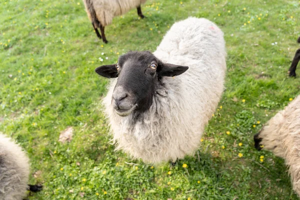 Oveja en prado verde en primavera, Frankfurt — Foto de Stock