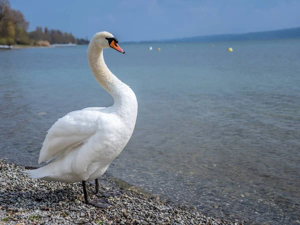 Белый лебедь в воде — стоковое фото